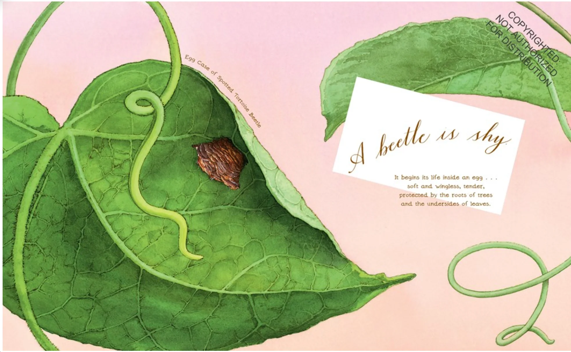 A Beetle Is Shy - paperback - Image 3