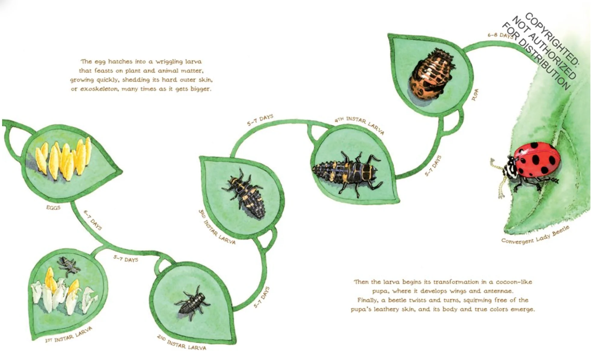 A Beetle Is Shy - paperback - Image 4