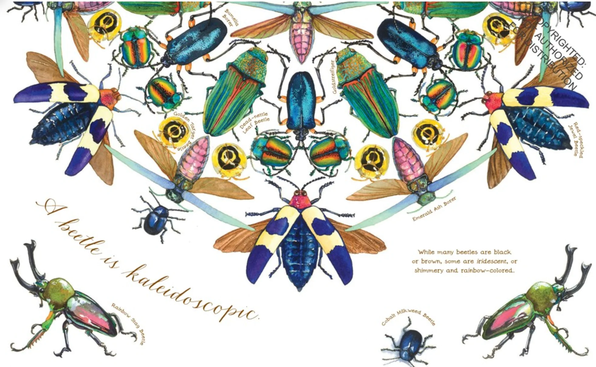 A Beetle Is Shy - paperback - Image 5