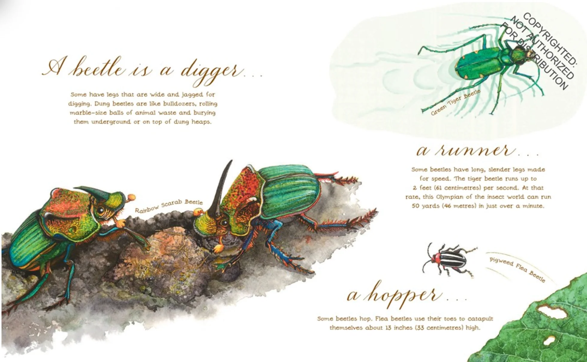 A Beetle Is Shy - paperback - Image 8