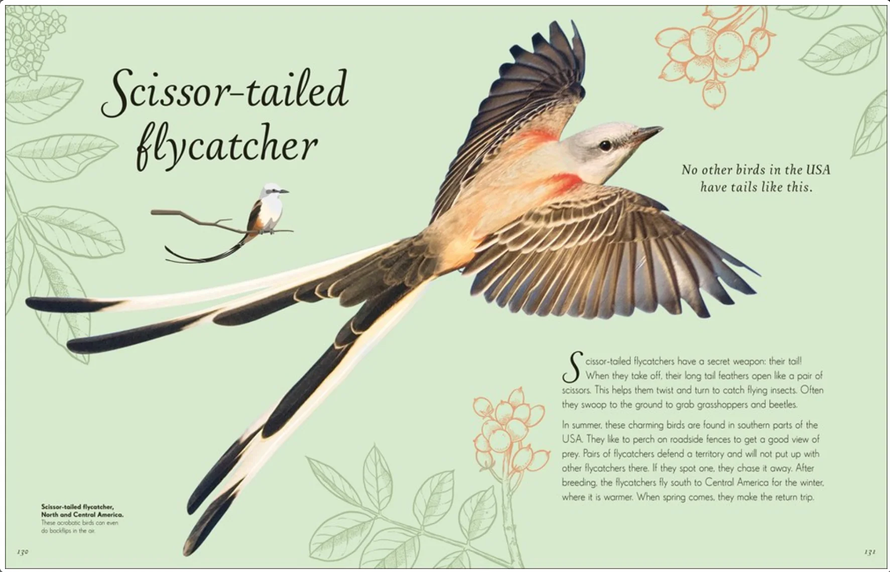 An Anthology of Exquisite Birds - Image 2