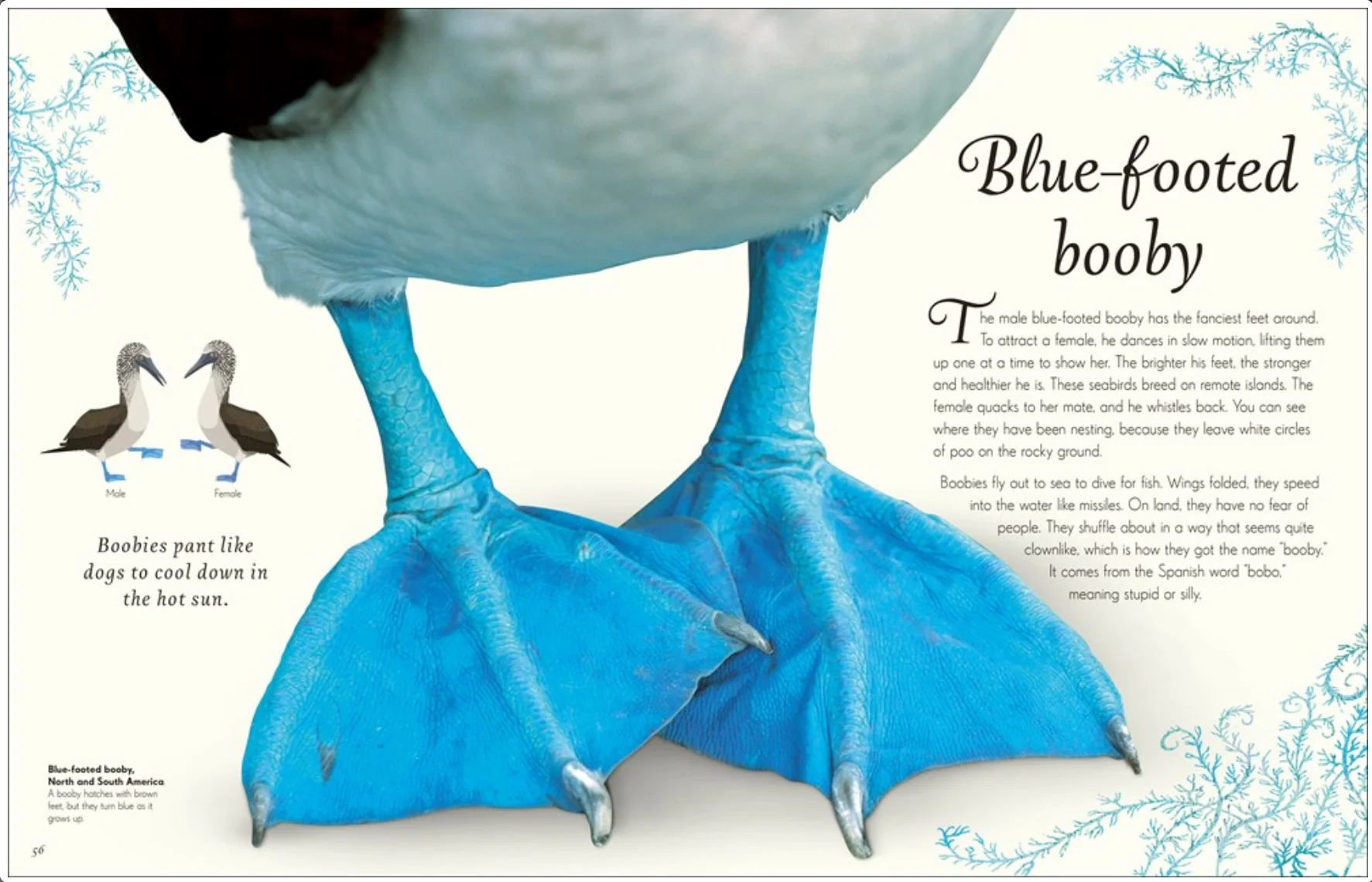 An Anthology of Exquisite Birds - Image 3