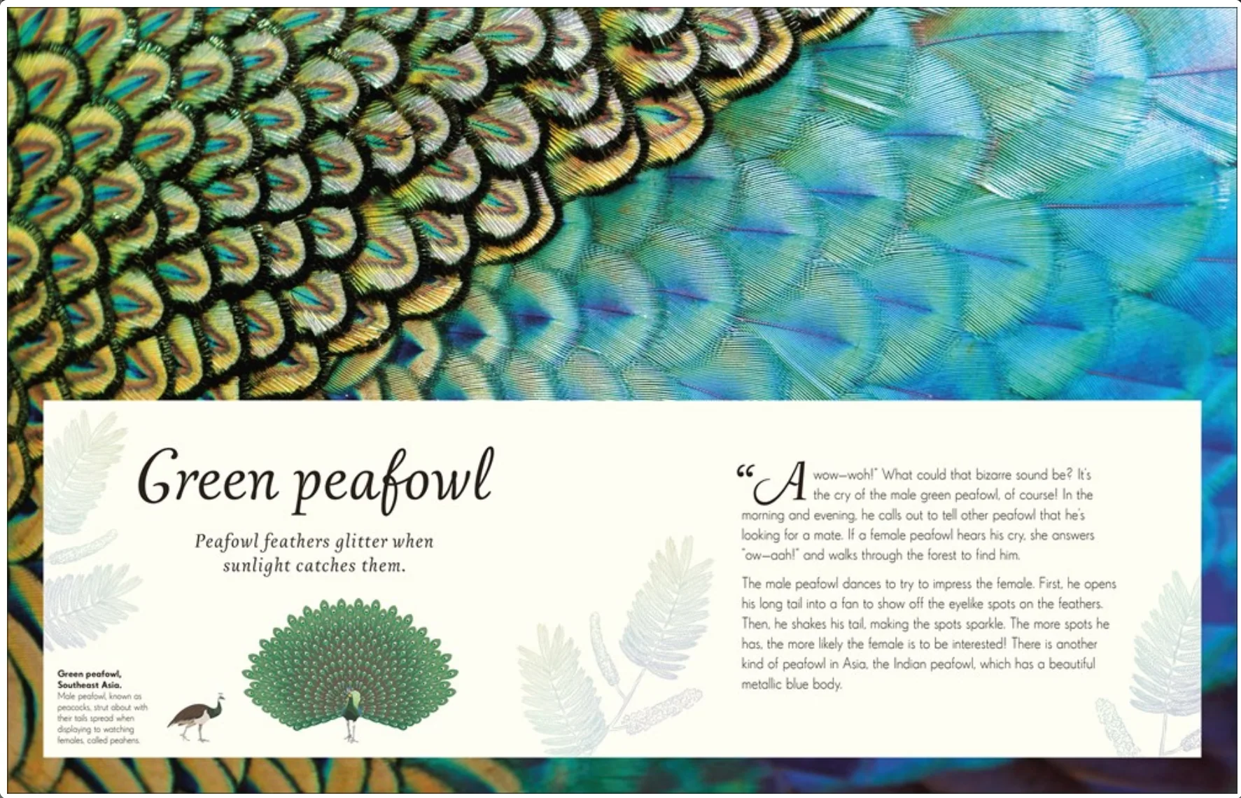 An Anthology of Exquisite Birds - Image 4