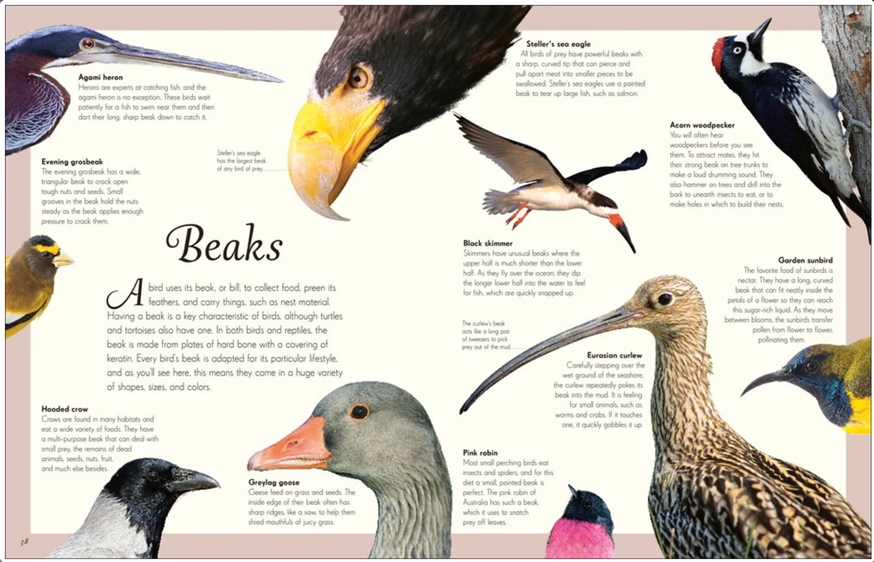 An Anthology of Exquisite Birds - Image 5
