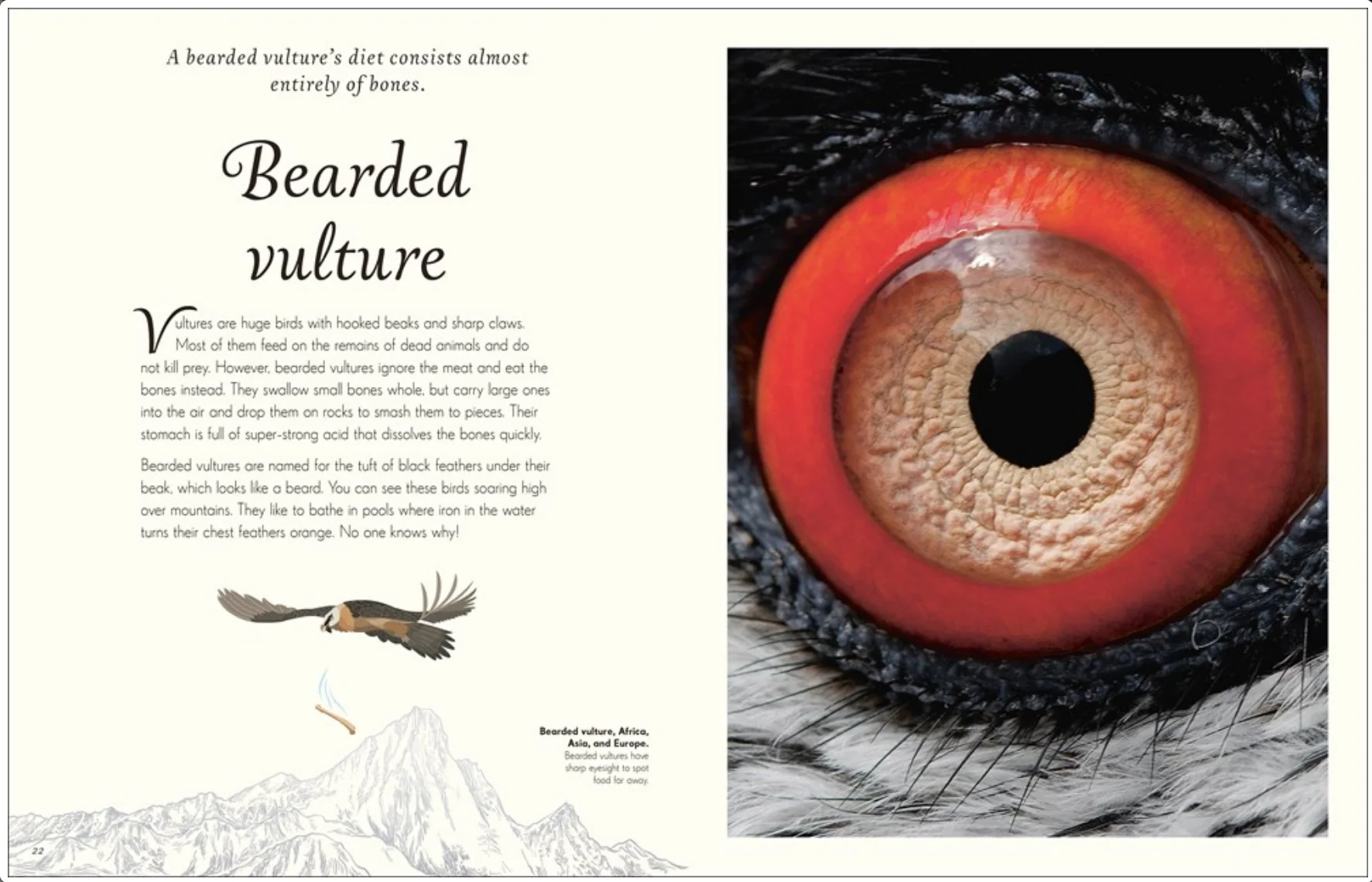 An Anthology of Exquisite Birds - Image 6