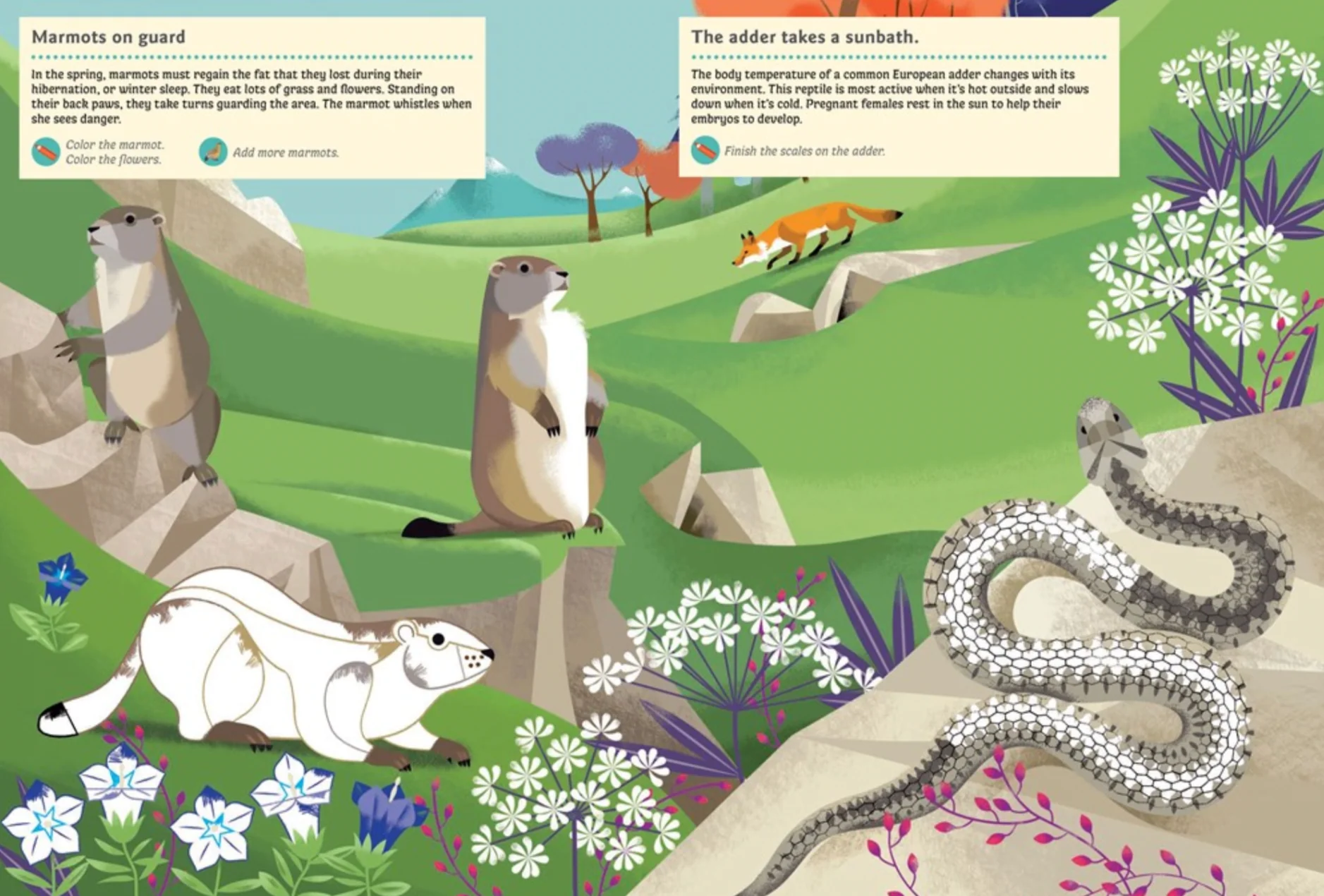 Animals of the Mountains -My Nature Sticker Activity Book - Image 6