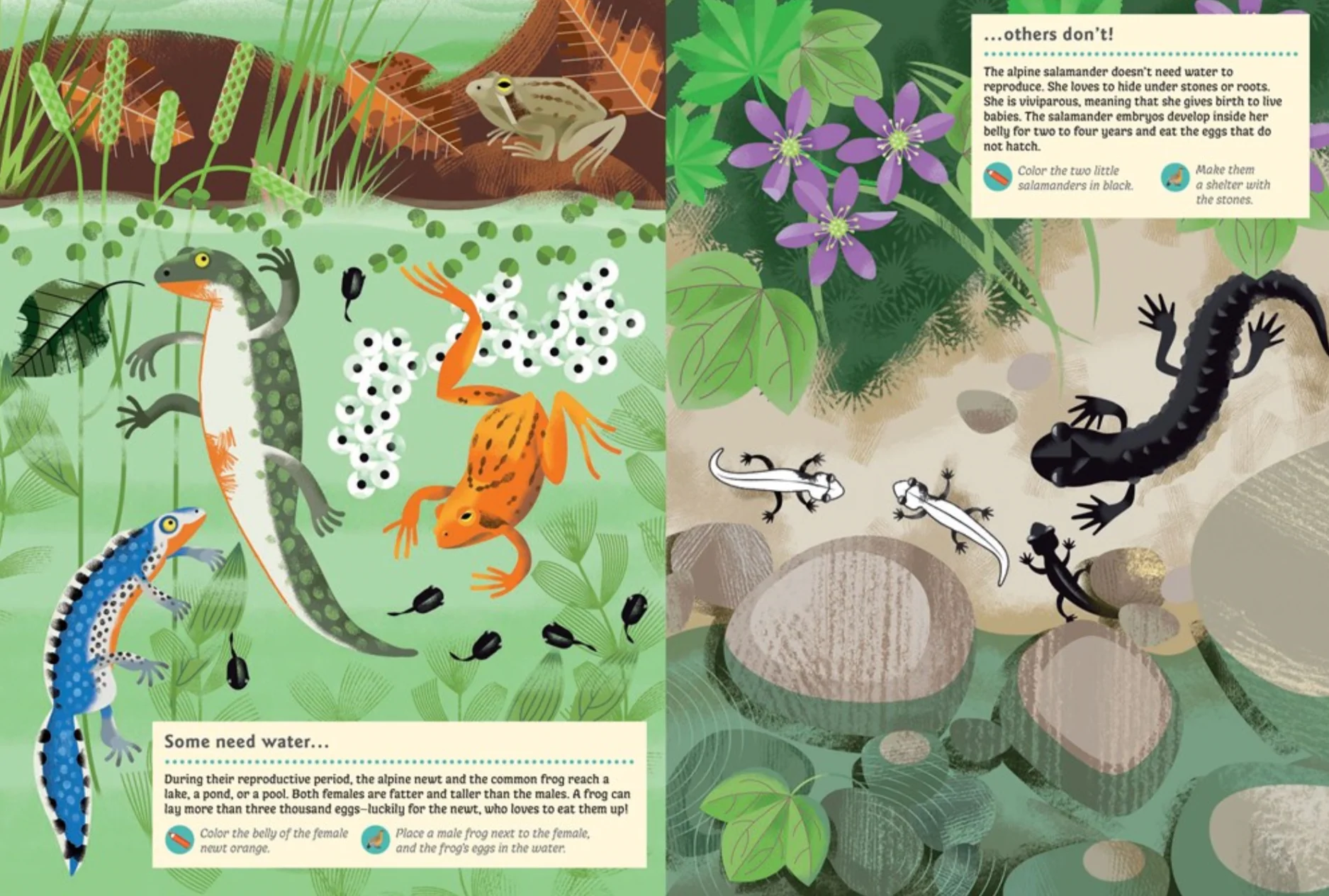 Animals of the Mountains -My Nature Sticker Activity Book - Image 8