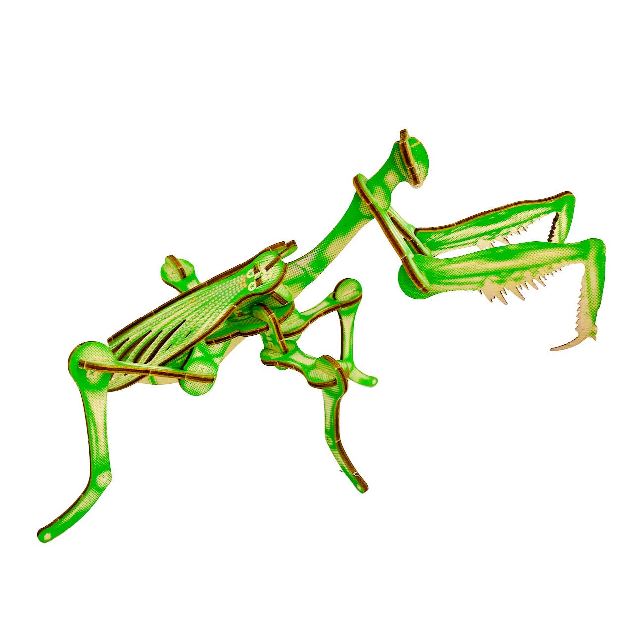 Arthropoda: Umbrella Mantis - Image 3