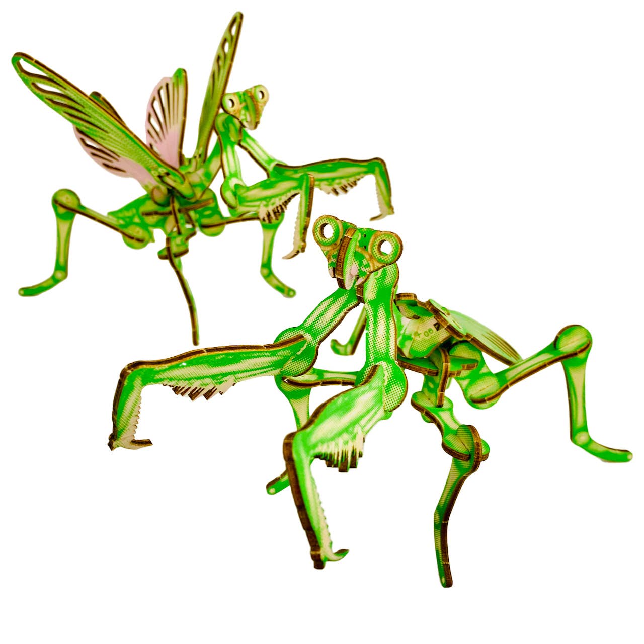 Arthropoda: Umbrella Mantis - Image 5