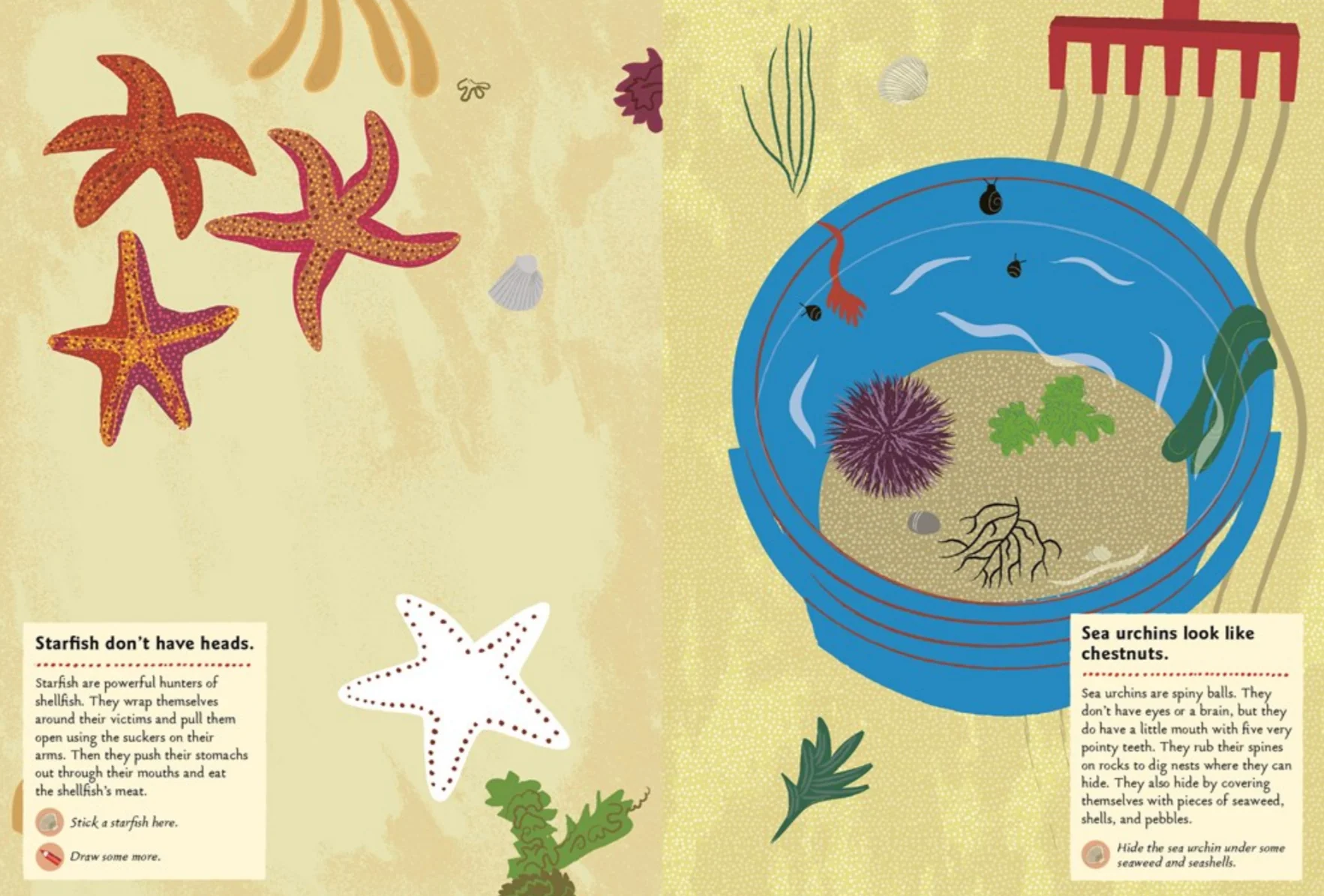At the Seashore -My Nature Sticker Activity Book - Image 4