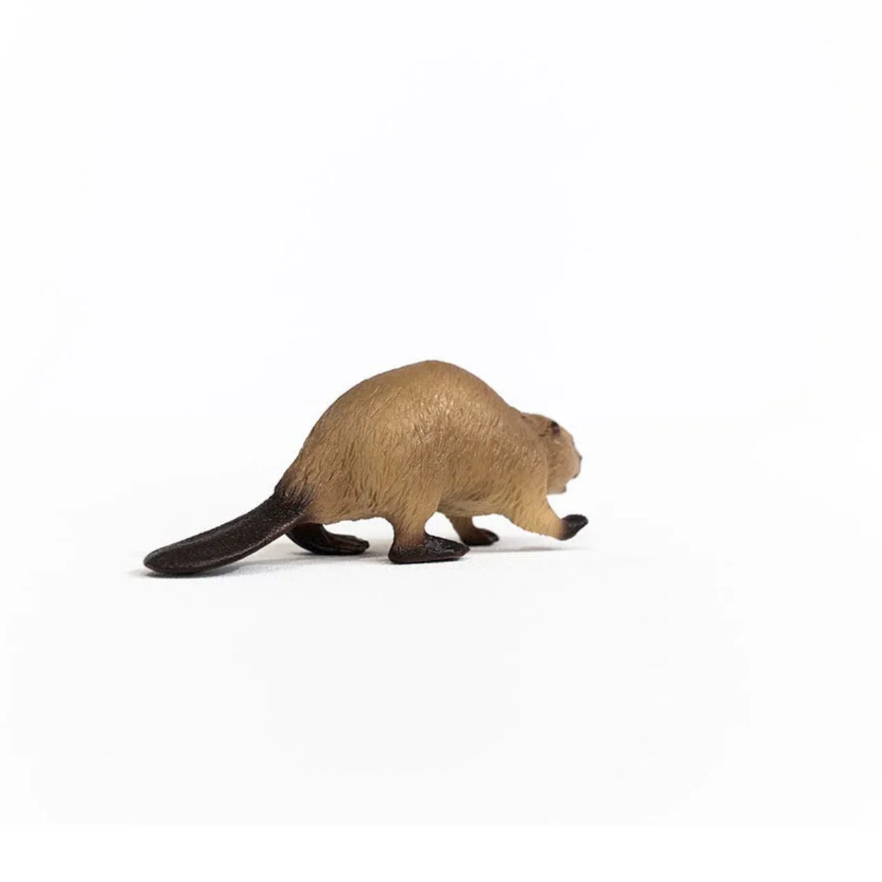 Beaver - Image 2