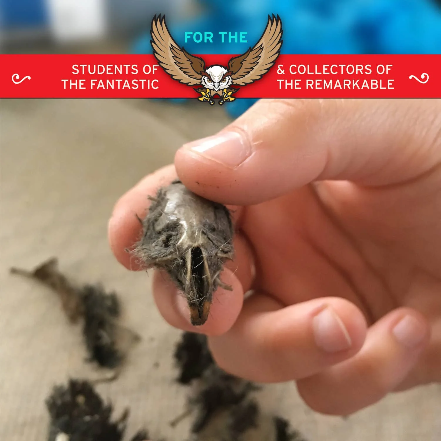 Cabinet of Owl Pellets -Dissection Kit Science - Image 3
