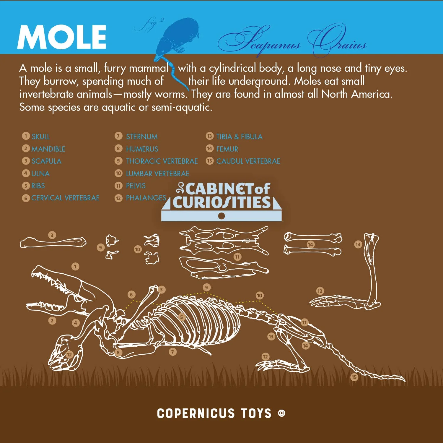 Cabinet of Owl Pellets -Dissection Kit Science - Image 4