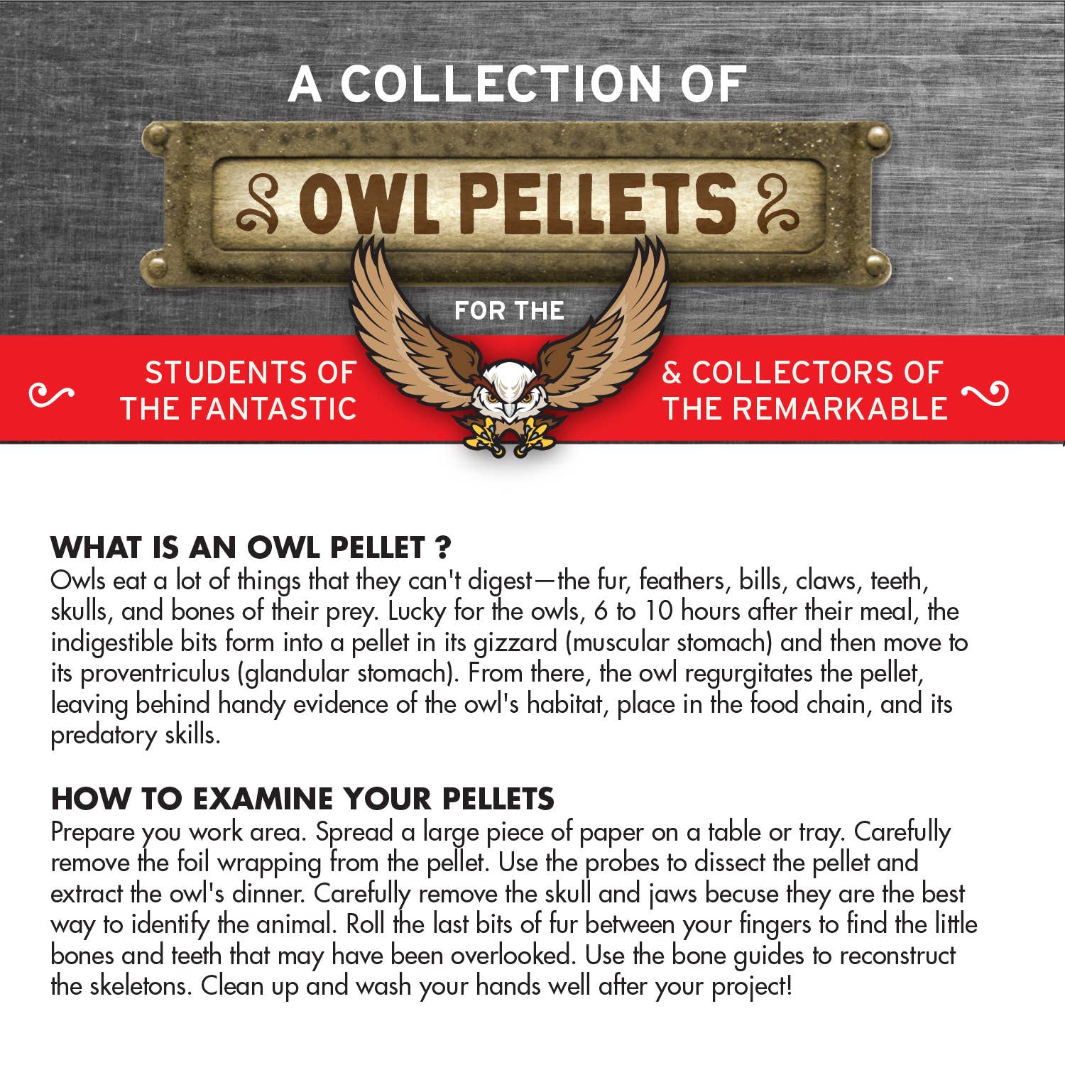 Cabinet of Owl Pellets -Dissection Kit Science - Image 8