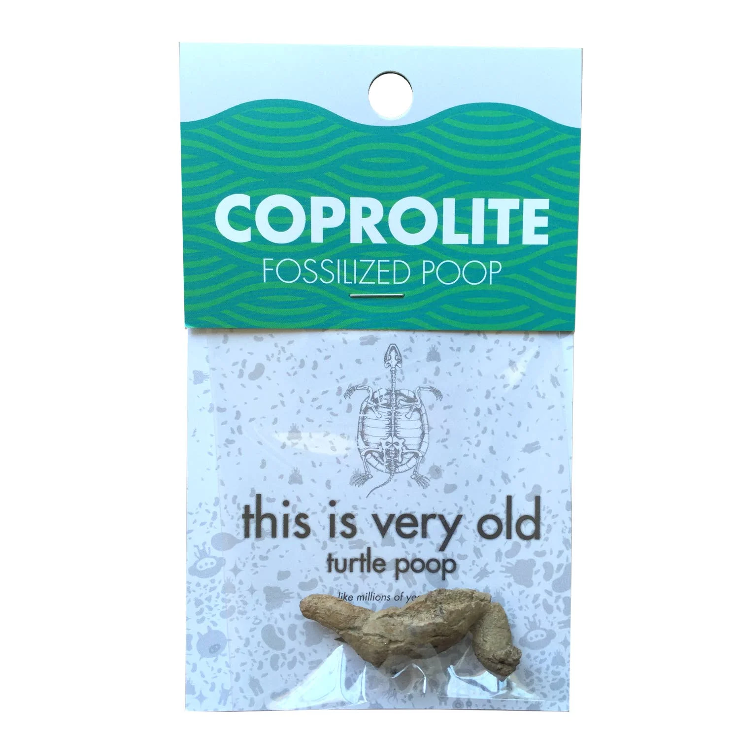 Coprolite Fossil -Compact Curiosities Coprolite Fossil
