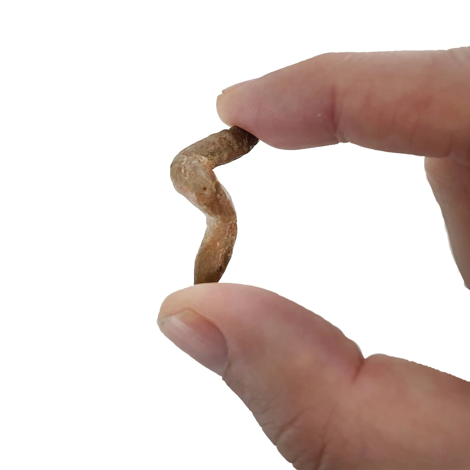 Coprolite Fossil -Compact Curiosities Coprolite Fossil - Image 2