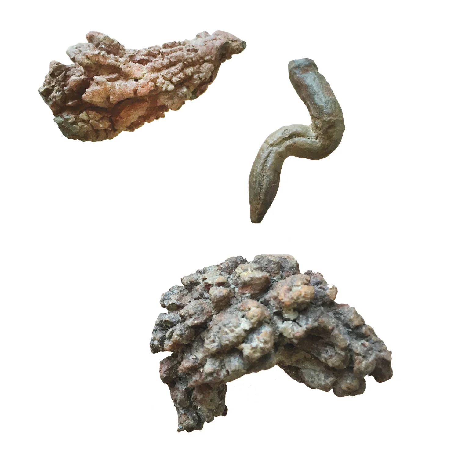 Coprolite Fossil -Compact Curiosities Coprolite Fossil - Image 3