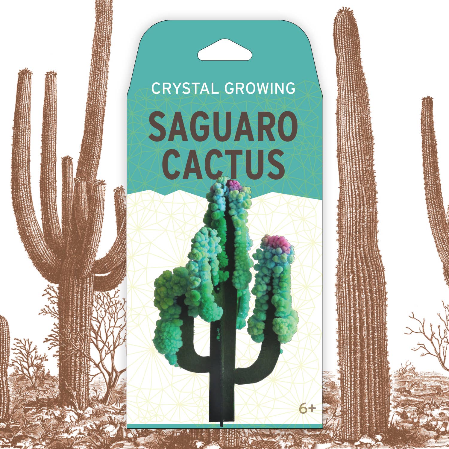 Crystal Growing Saguaro Cactus -Craft Kit Science Kit - Image 3