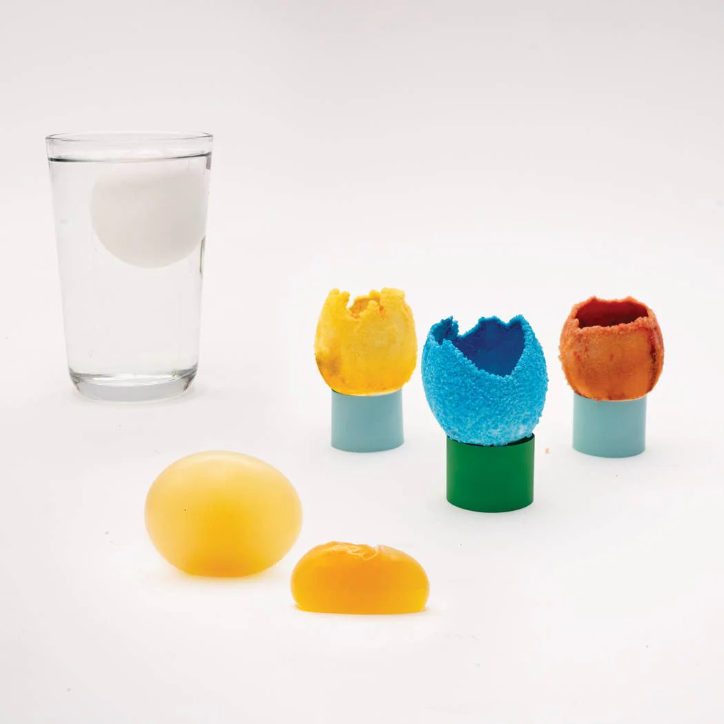 DIY Egg Experiment Kit - Image 2
