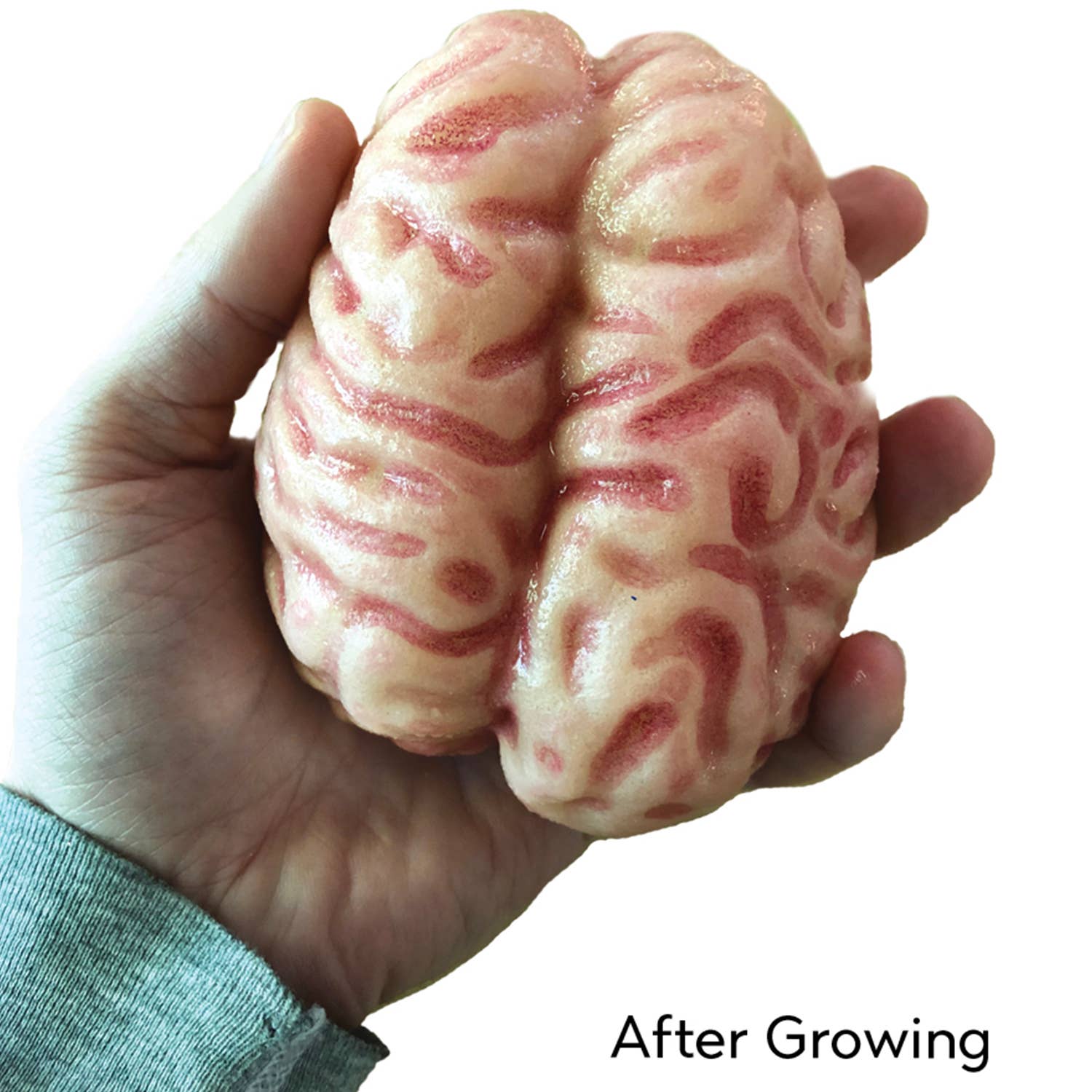 Grow a Brain 0Anatomy Model Polymer Brain Science Kit - Image 2