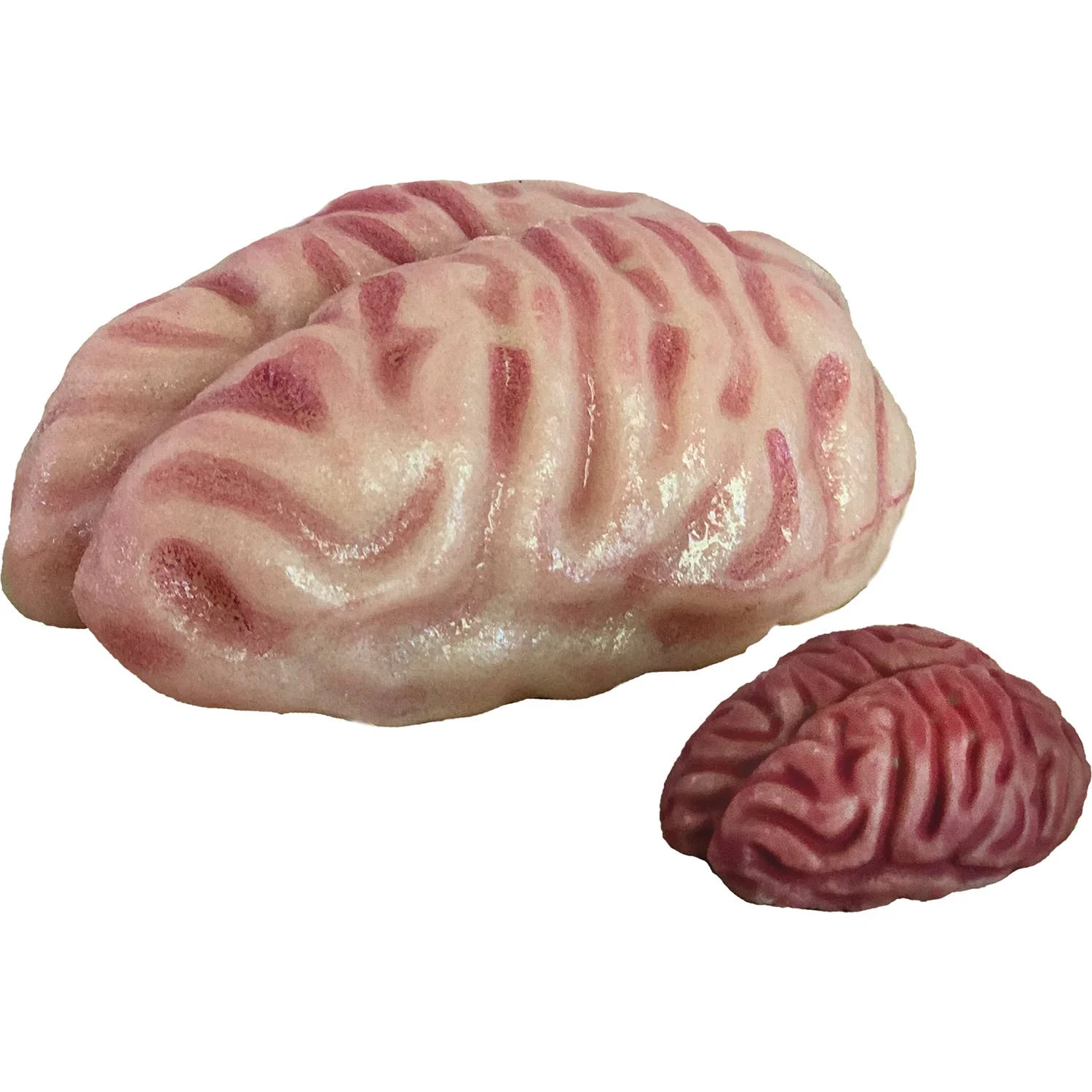 Grow a Brain 0Anatomy Model Polymer Brain Science Kit - Image 3