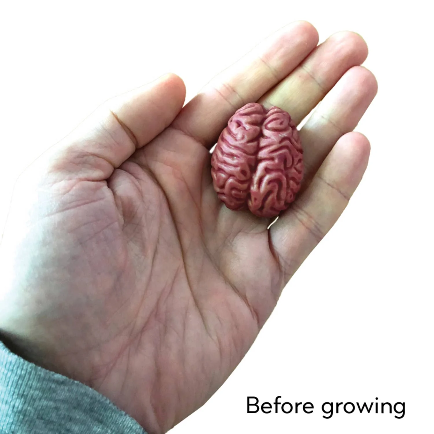 Grow a Brain 0Anatomy Model Polymer Brain Science Kit - Image 4