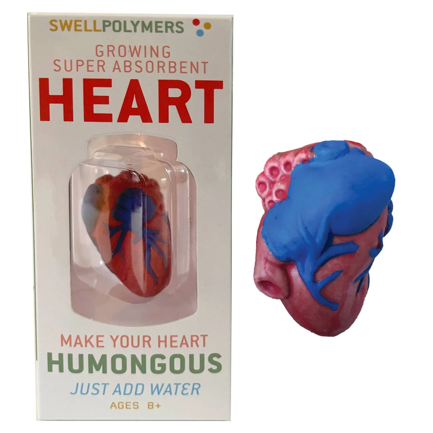 Grow a Heart -Anatomy Model Polymer Heart Science Kit