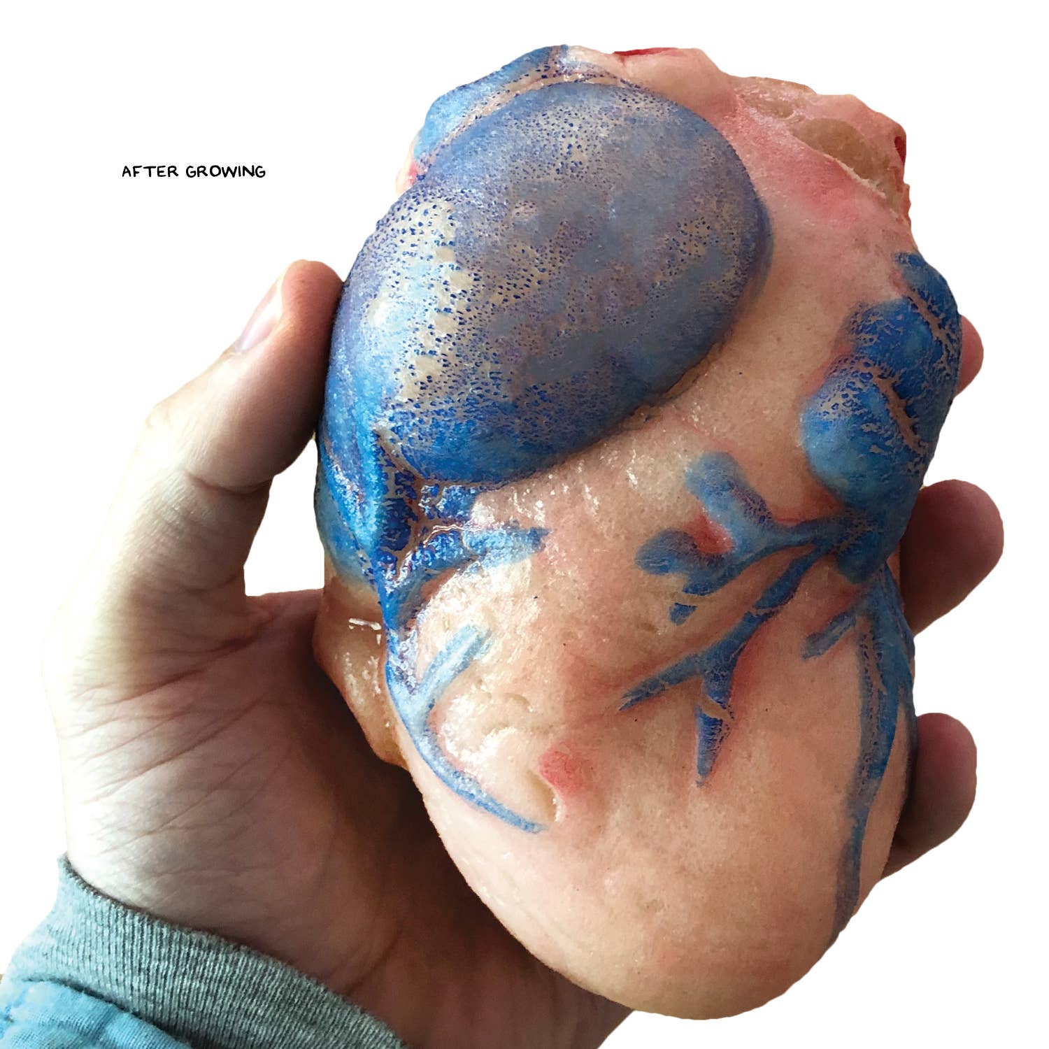 Grow a Heart -Anatomy Model Polymer Heart Science Kit - Image 2