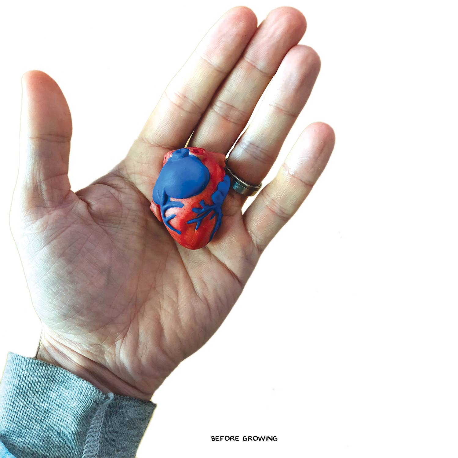Grow a Heart -Anatomy Model Polymer Heart Science Kit - Image 3