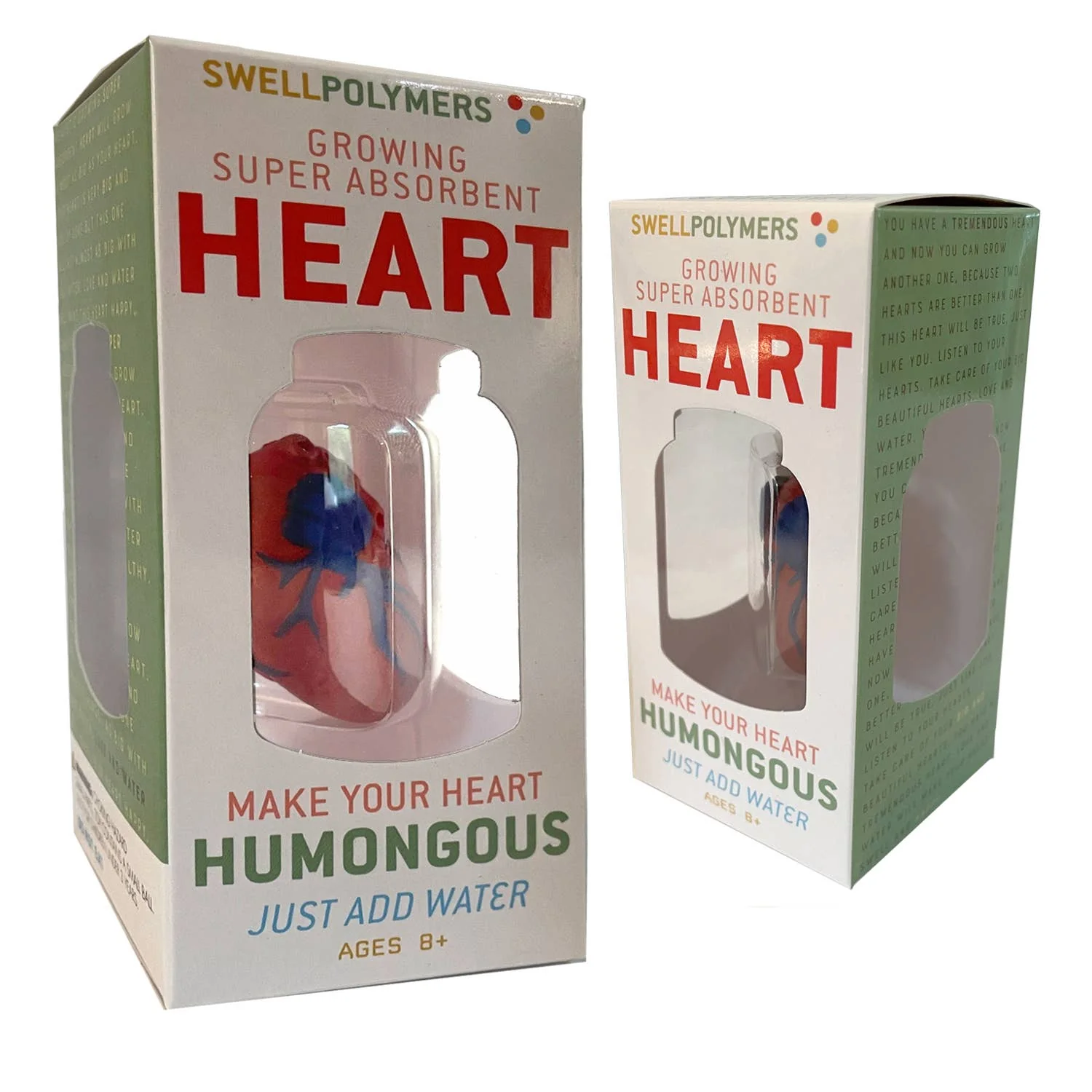 Grow a Heart -Anatomy Model Polymer Heart Science Kit - Image 4