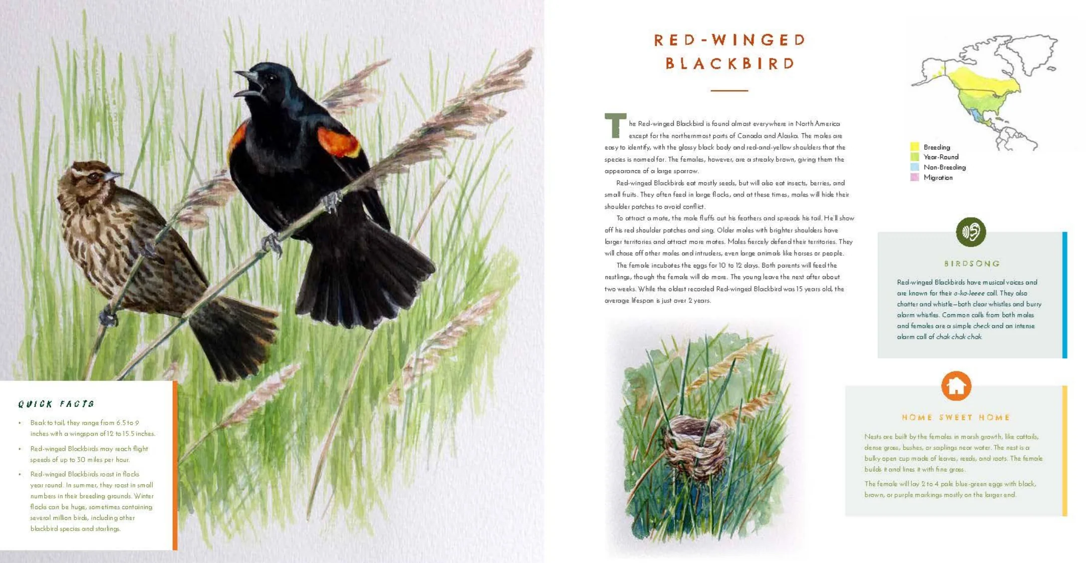 Hear Them Sing: A Kid's Book of North American Bird Songs and Calls - Image 10
