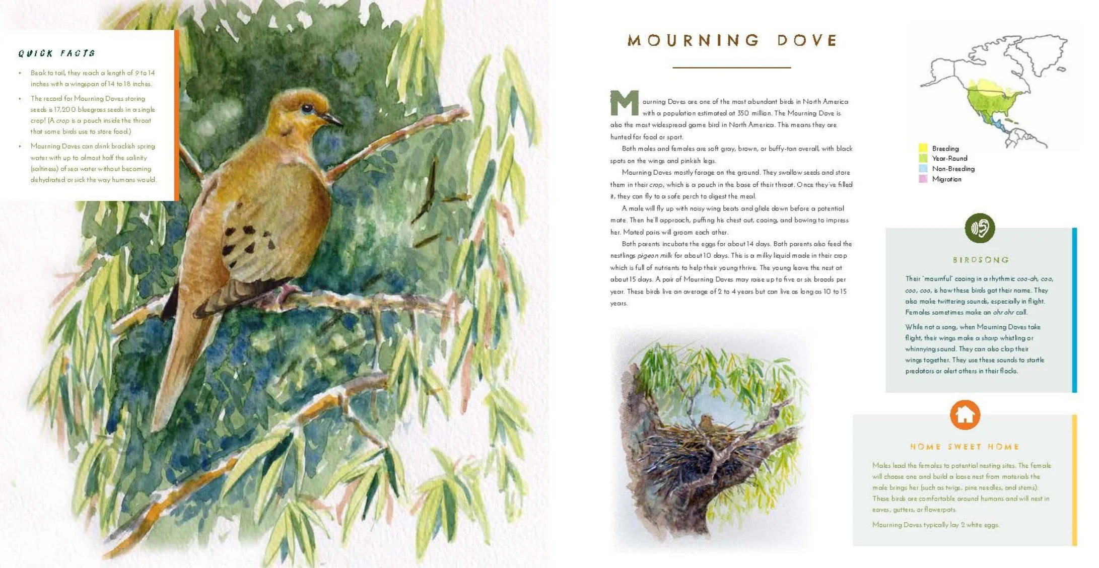 Hear Them Sing: A Kid's Book of North American Bird Songs and Calls - Image 11