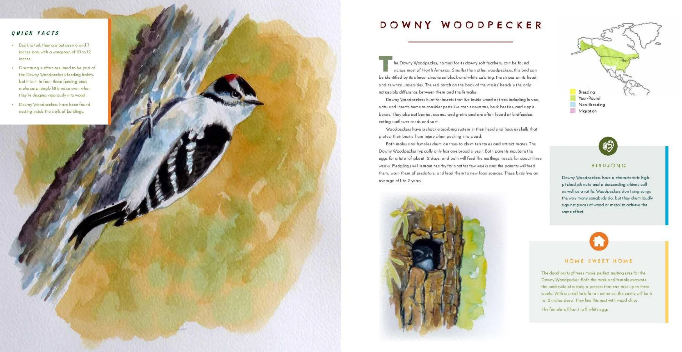 Hear Them Sing: A Kid's Book of North American Bird Songs and Calls - Image 12