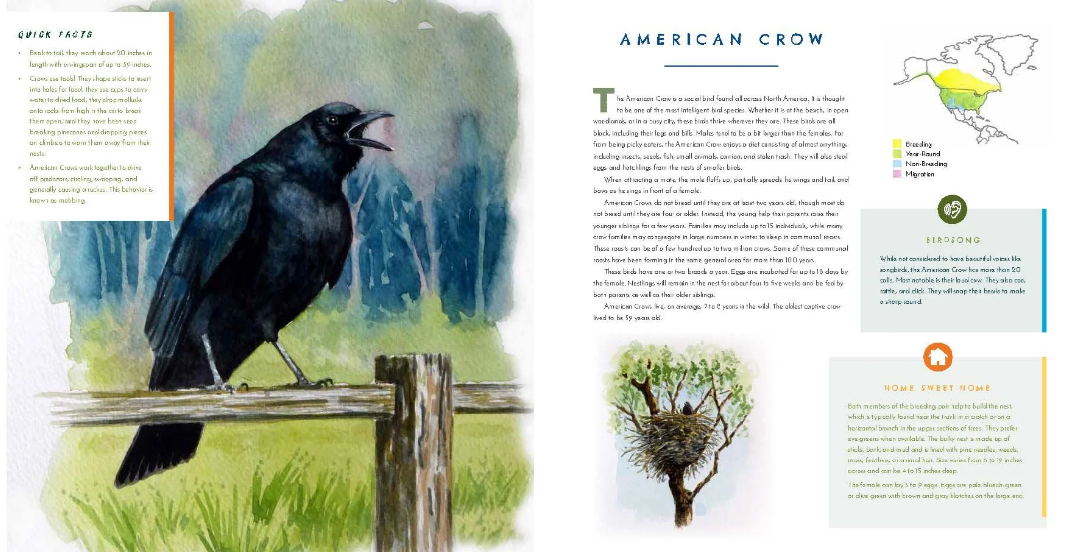 Hear Them Sing: A Kid's Book of North American Bird Songs and Calls - Image 14