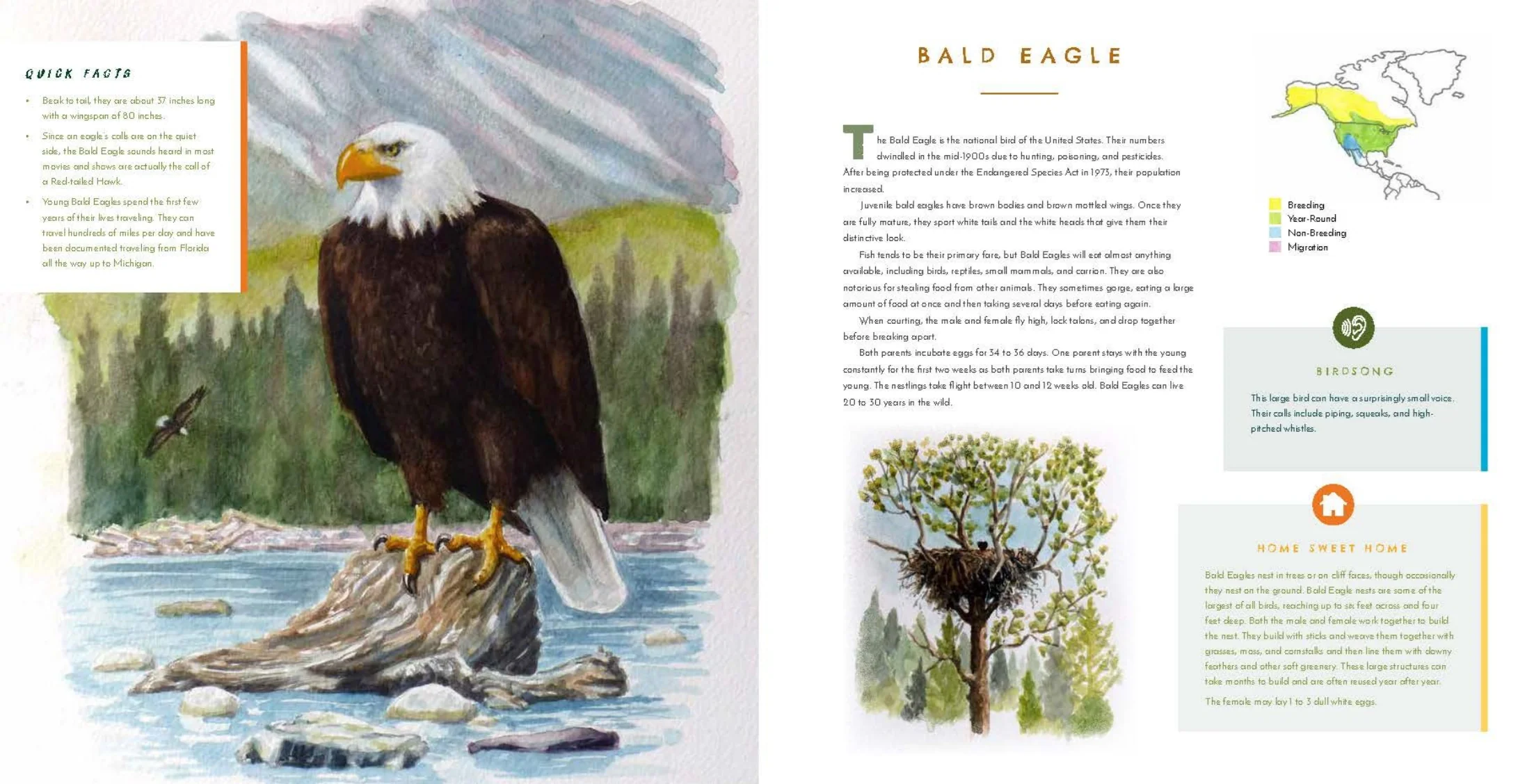 Hear Them Sing: A Kid's Book of North American Bird Songs and Calls - Image 16