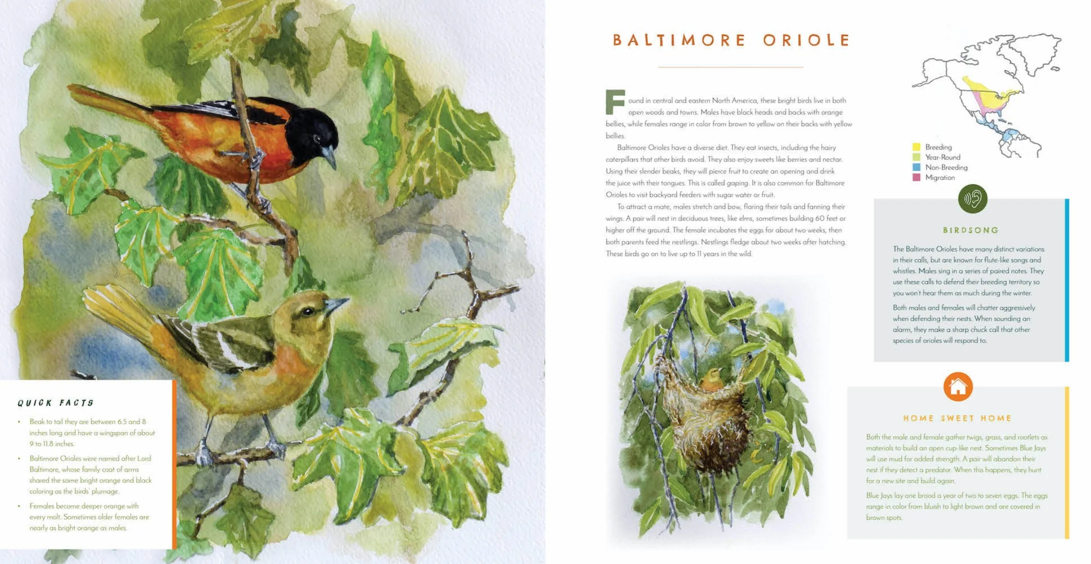 Hear Them Sing: A Kid's Book of North American Bird Songs and Calls - Image 6