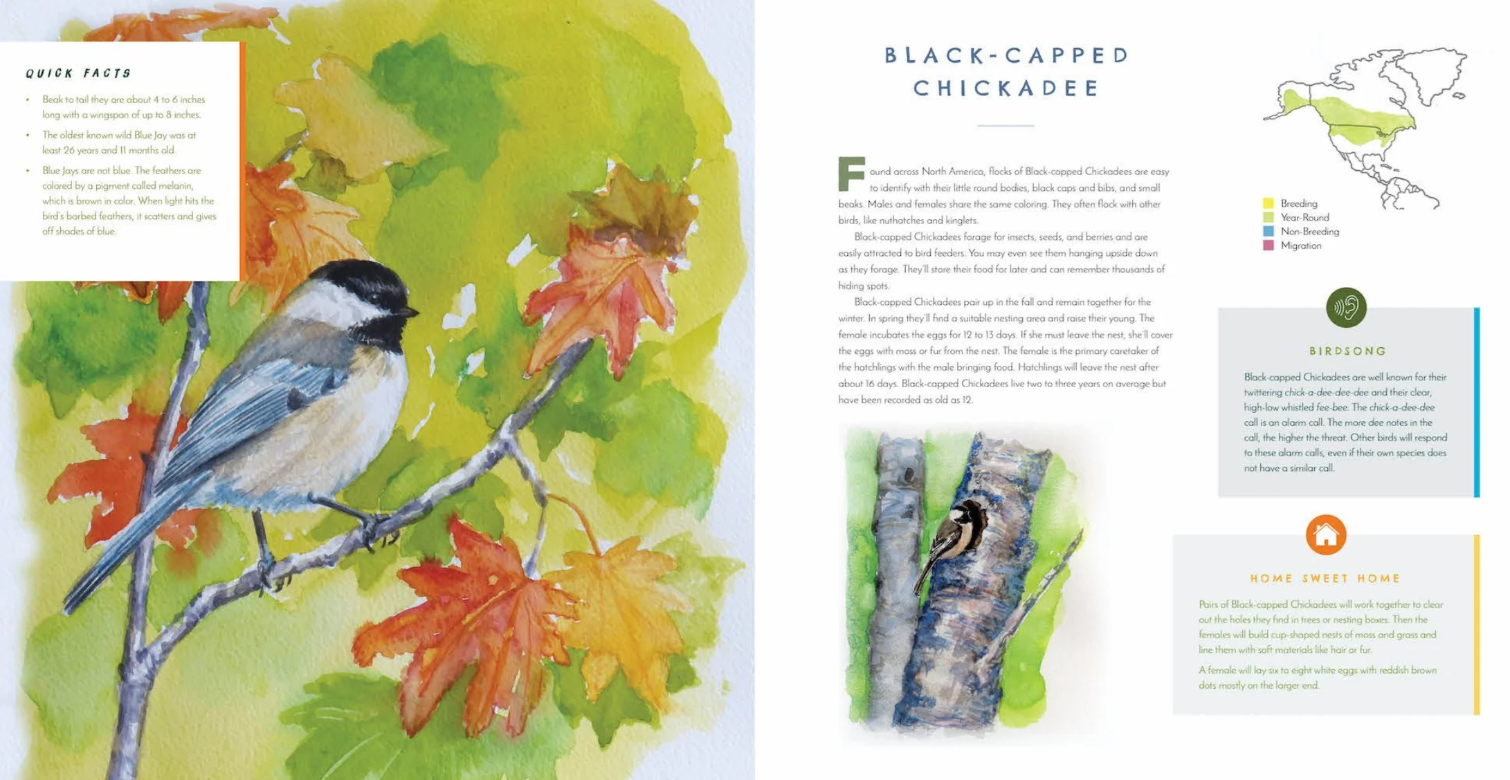 Hear Them Sing: A Kid's Book of North American Bird Songs and Calls - Image 7