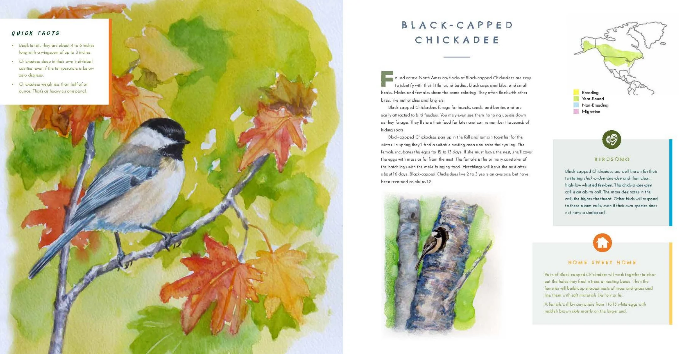 Hear Them Sing: A Kid's Book of North American Bird Songs and Calls - Image 9