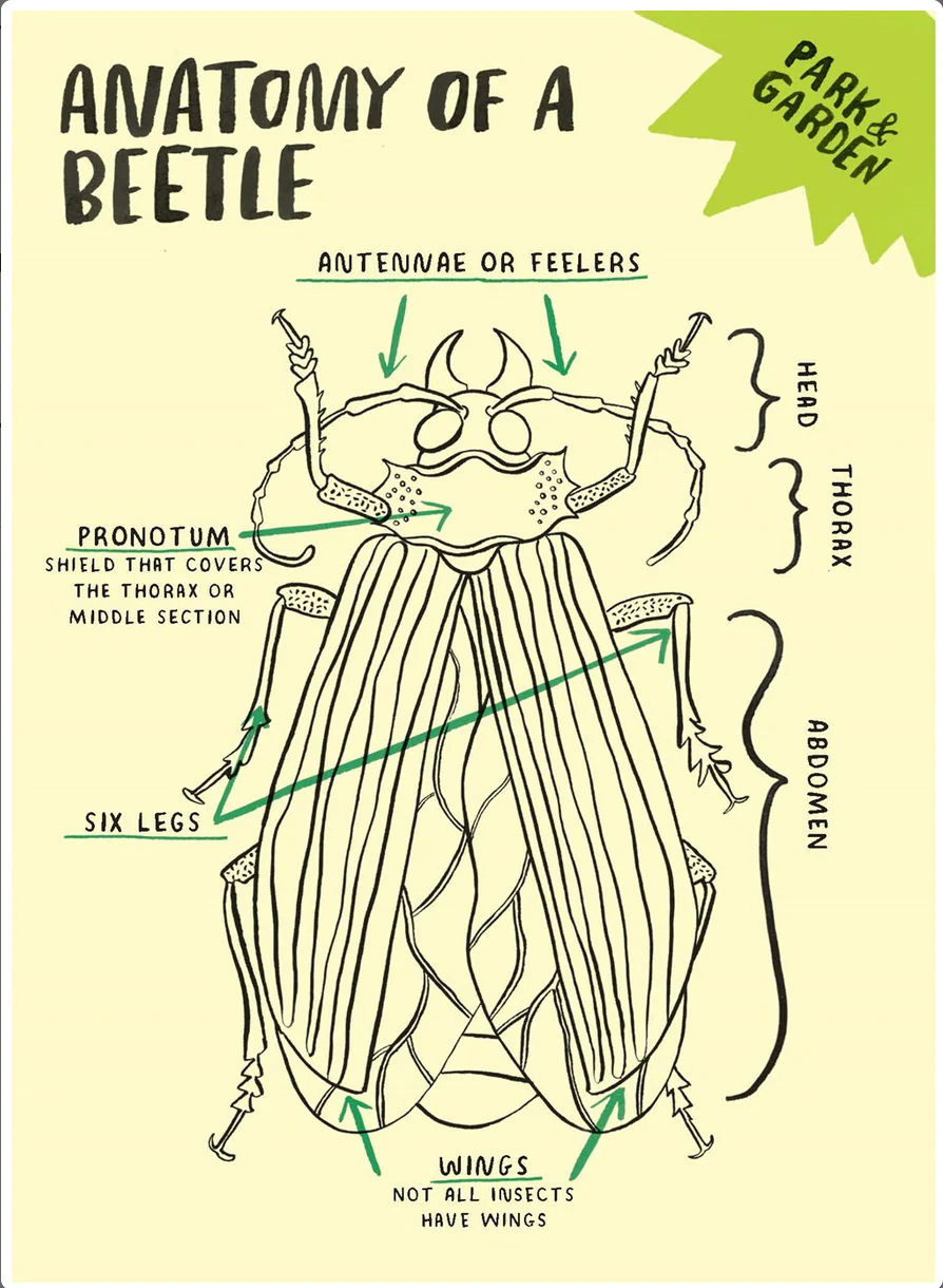 Hello Nature Activity Cards: 30 Activities - Image 3