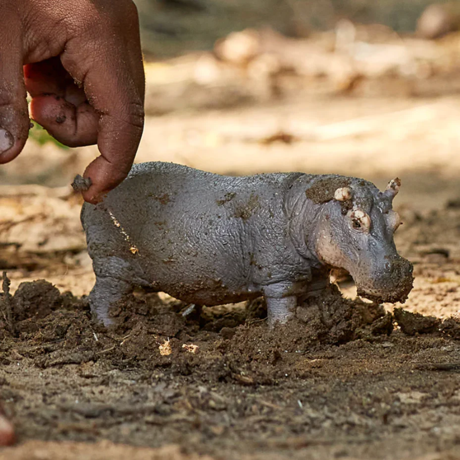 Hippopotamus - Image 3