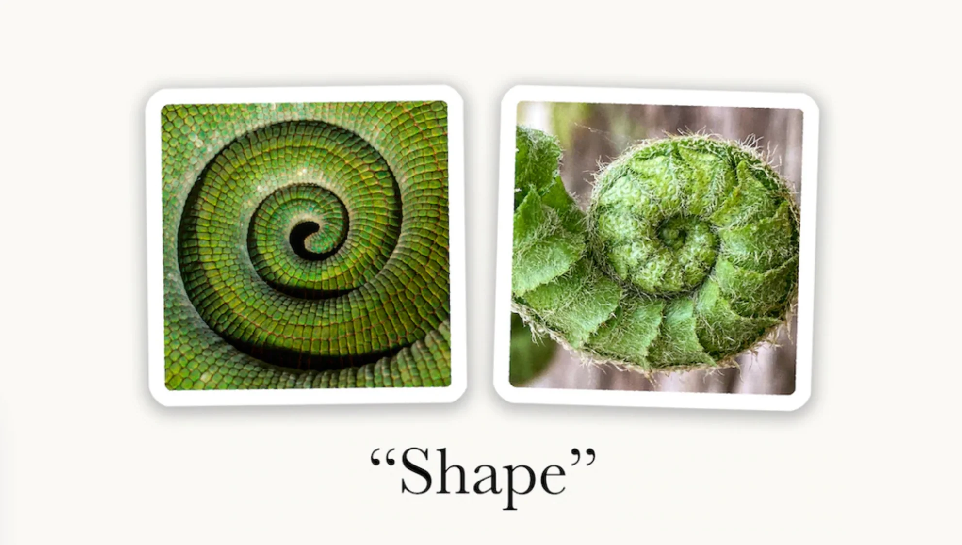 OuiSi Nature: Games of Visual Connection - Image 3