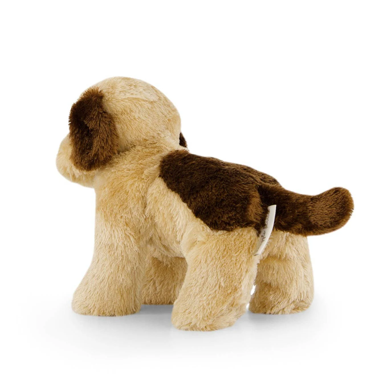 Coco the shih tzu - Image 5