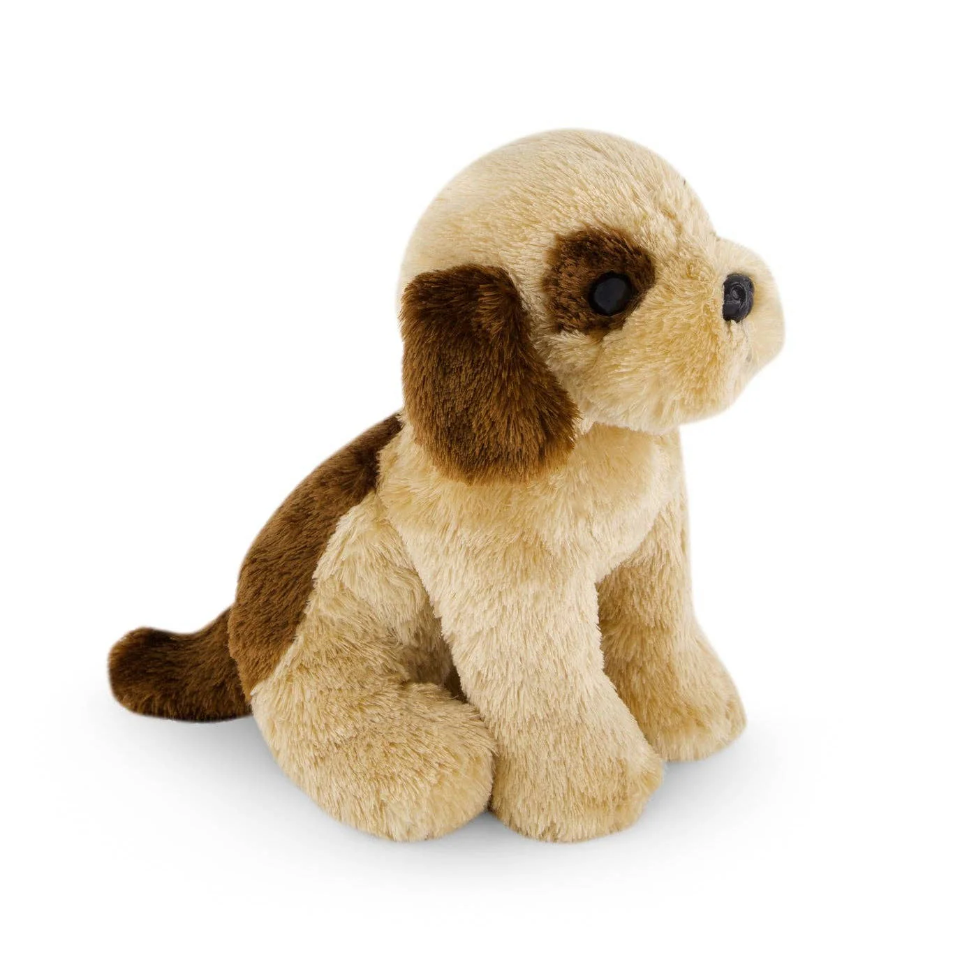 Coco the shih tzu - Image 6