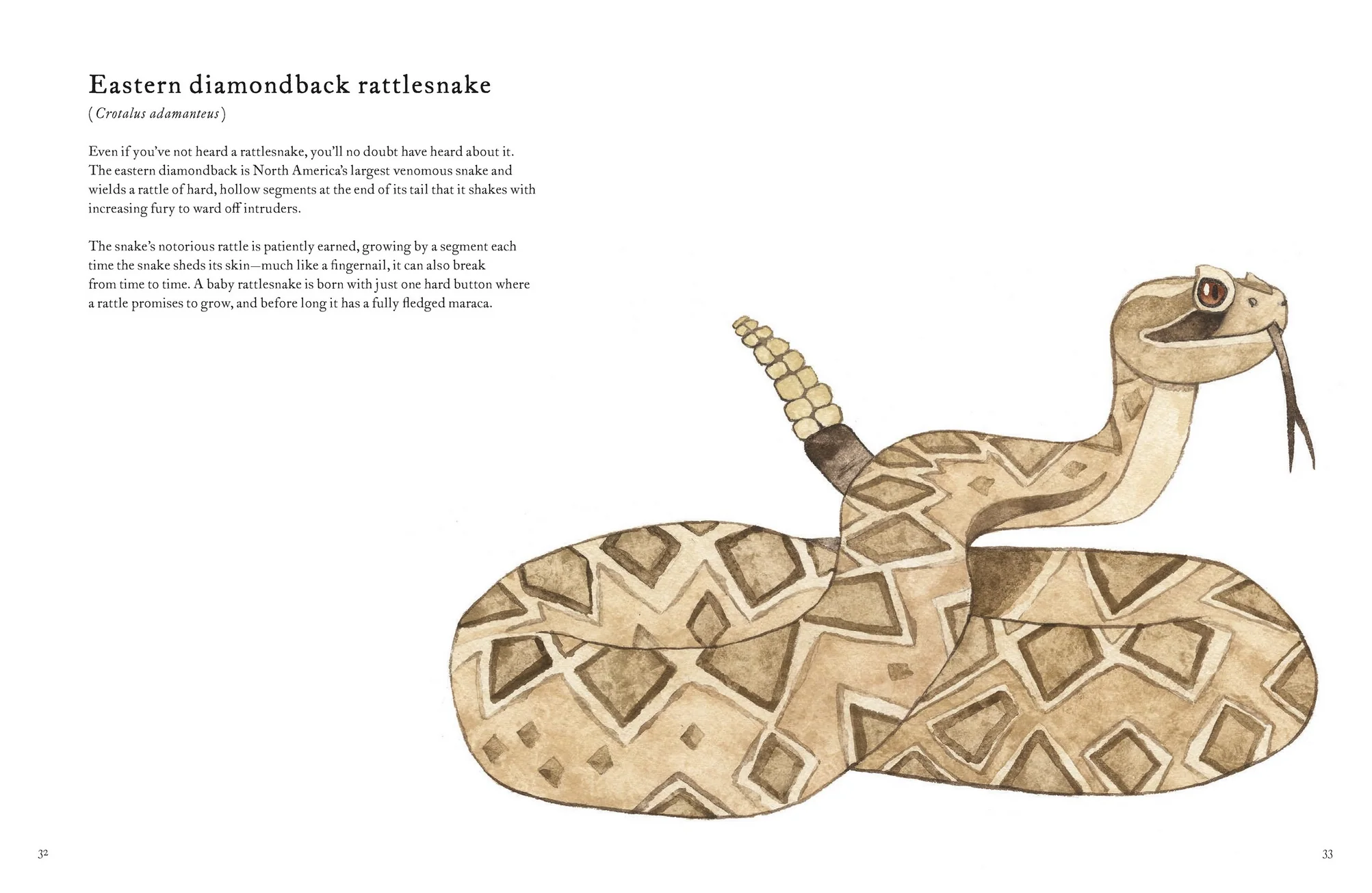 The Colorful World of Reptiles - Image 14