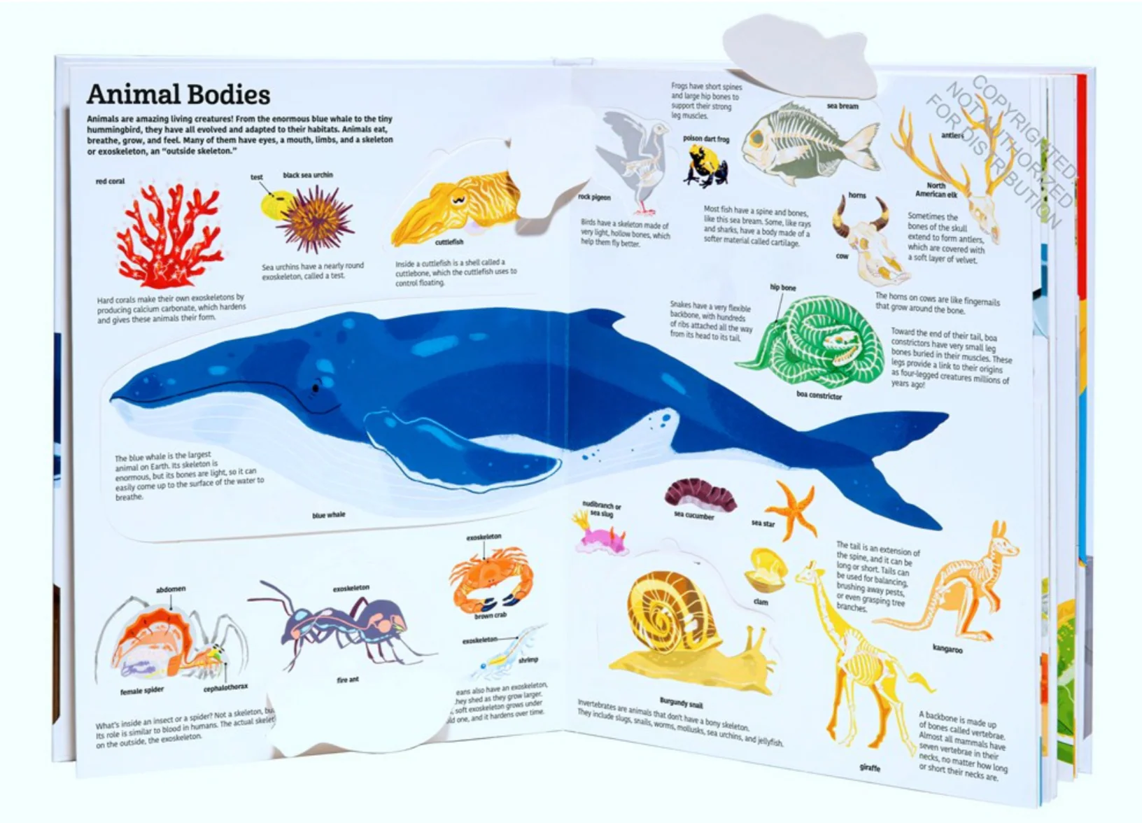 The Ultimate Book of Animals - Image 2