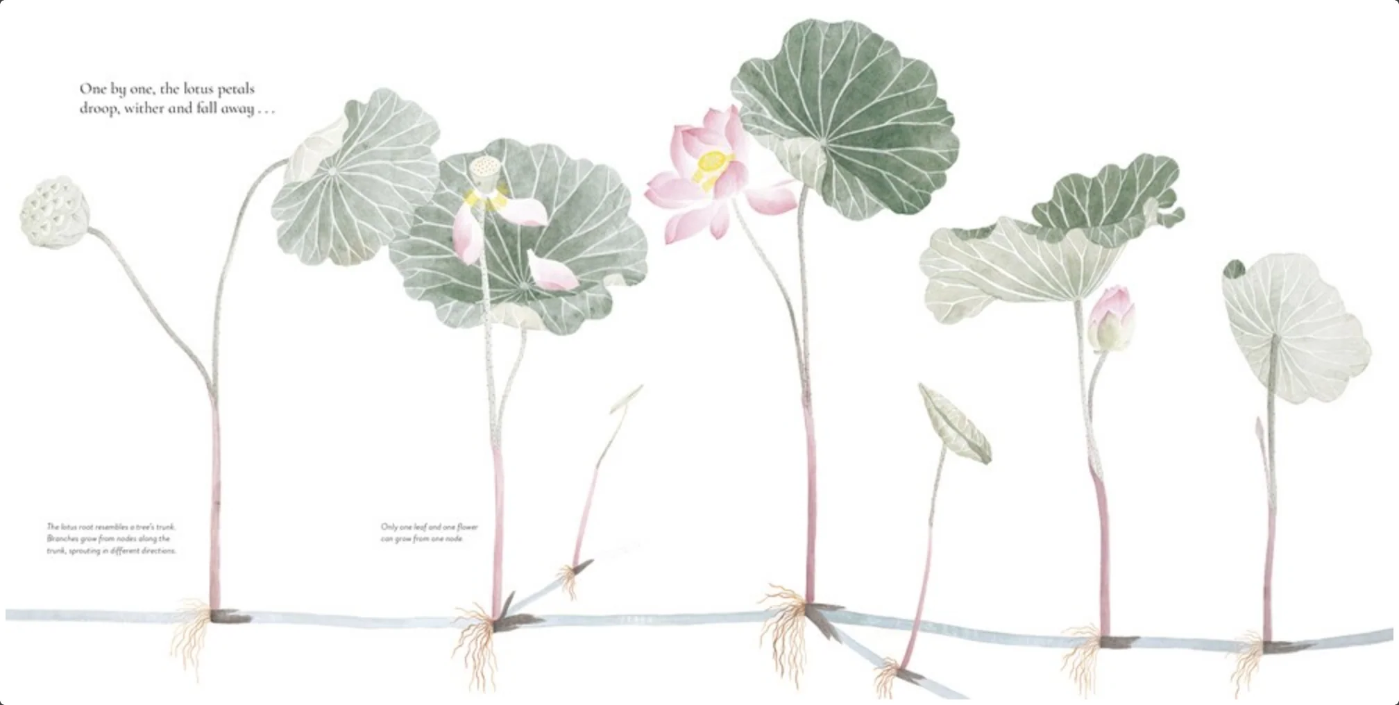 The Water Flower: The Journey of a Lotus Seed - Image 5