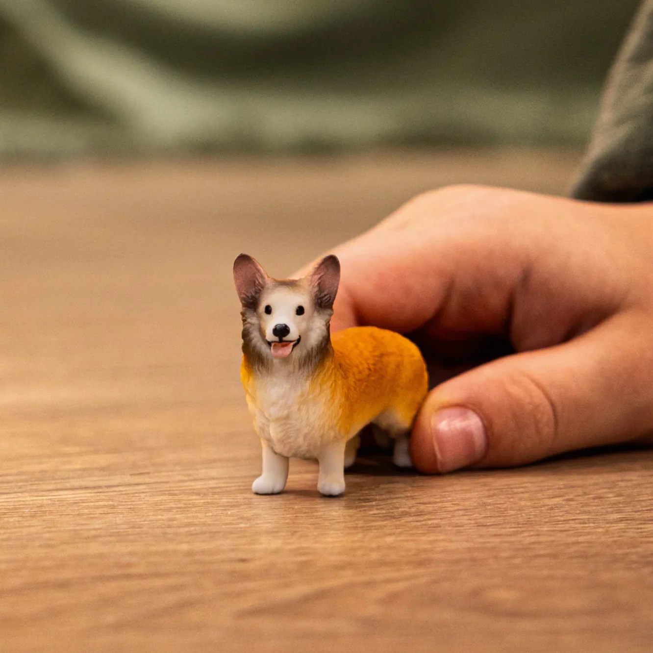 Welsh Corgi - Image 2