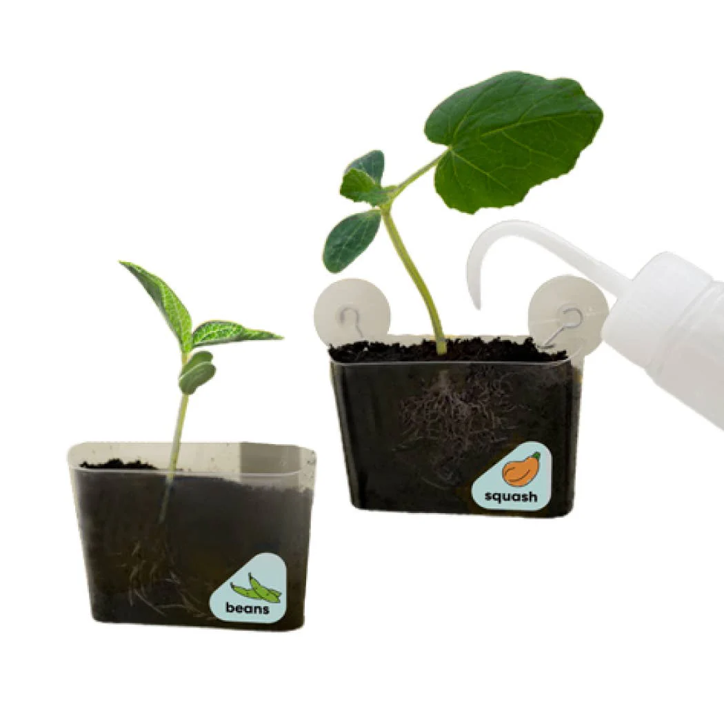 Window Garden DIY Growing Plant Kit - Image 4